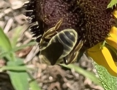 Andrena rudbeckiae