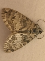 Hydriomena renunciata