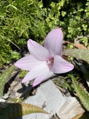 Zephyranthes robusta