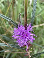 Lessingianthus pseudoincanus