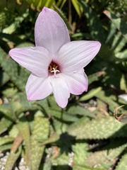 Zephyranthes robusta