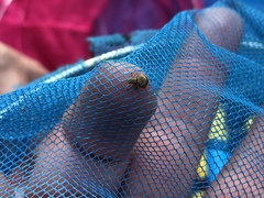 Pseudocneorhinus bifasciatus