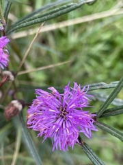 Lessingianthus pseudoincanus