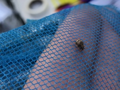 Pseudocneorhinus bifasciatus