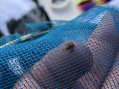 Pseudocneorhinus bifasciatus