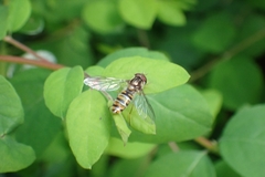 Episyrphus balteatus