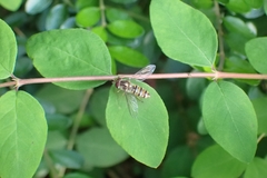 Episyrphus balteatus