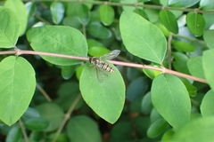 Episyrphus balteatus