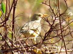 Turdus libonyana peripheris