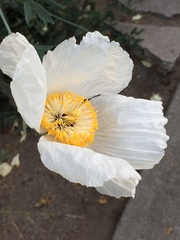 Papaveraceae