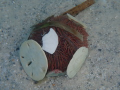 Lytechinus variegatus carolinus
