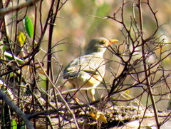 Turdus libonyana peripheris