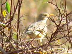 Turdus libonyana peripheris
