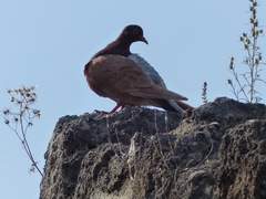 Columba livia domestica