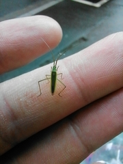 Megaloceroea recticornis