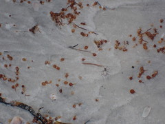 Habroscelimorpha dorsalis saulcyi