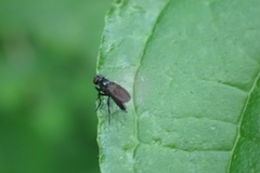 Brachycera