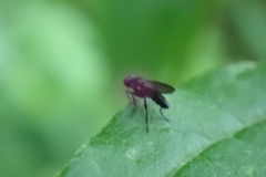 Brachycera