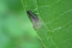 Brachycera