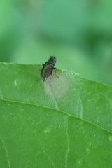 Brachycera