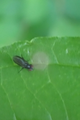 Brachycera