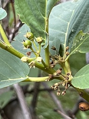 Frangula betulifolia