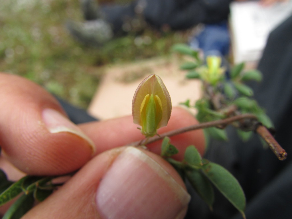 Nissolia pringlei