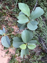 Frangula betulifolia