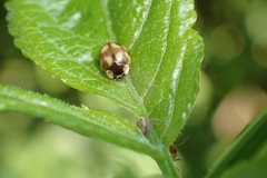 Adalia decempunctata