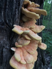 Laetiporus sulphureus