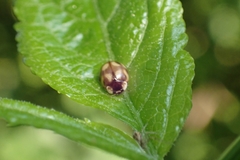 Adalia decempunctata