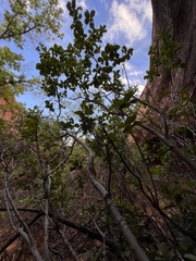 Frangula betulifolia