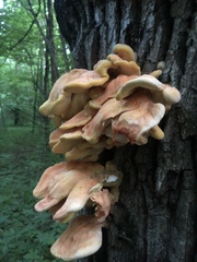 Laetiporus sulphureus