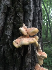 Laetiporus sulphureus