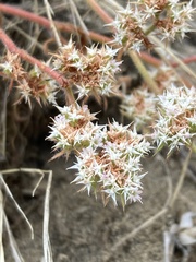 Chorizanthe robusta robusta