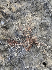 Chorizanthe robusta robusta