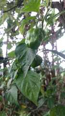Capsicum chinense