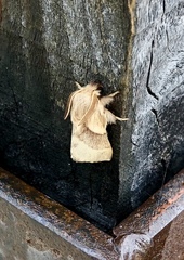 Malacosoma californica