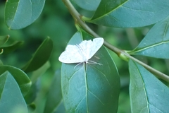 Idaea seriata