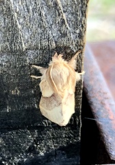 Malacosoma californica