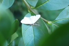 Idaea seriata