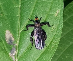 Rhamphomyia longicauda