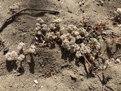 Chorizanthe robusta robusta