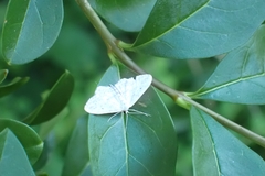 Idaea seriata