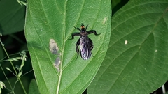 Rhamphomyia longicauda
