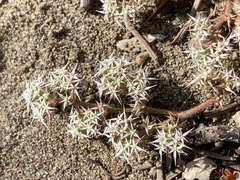 Chorizanthe robusta robusta