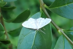 Idaea seriata