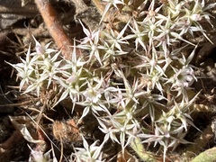 Chorizanthe robusta robusta