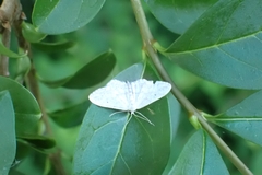 Idaea seriata
