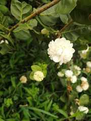 Jasminum sambac